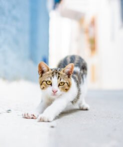 Aegean kittens