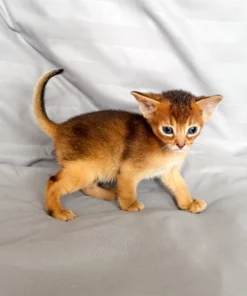 Abyssinian kittens